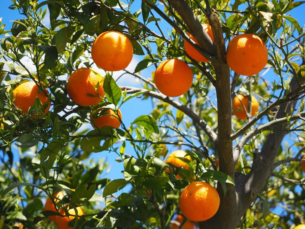 appelsiinipuu täynnä oransseja appelsiineja